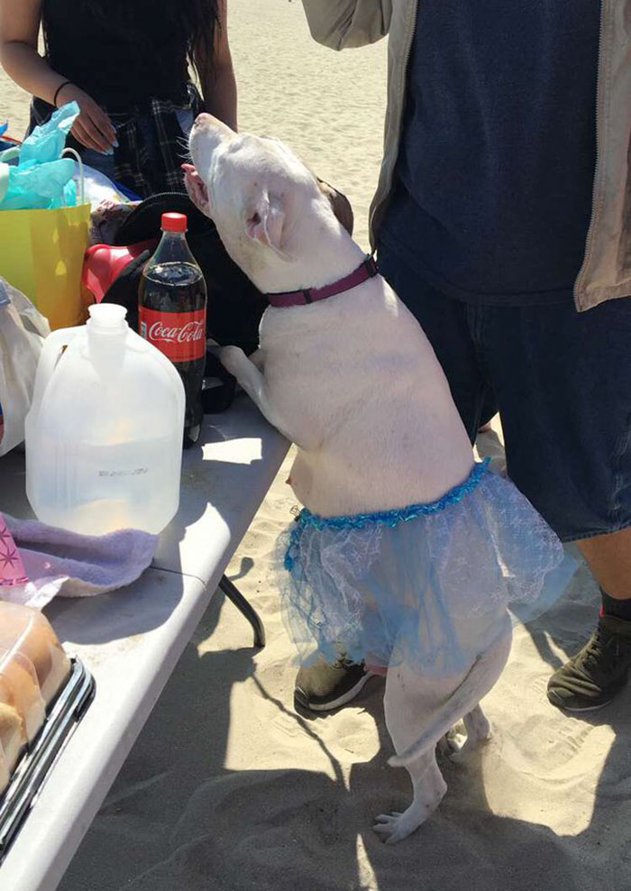 Pregnant Doggo Gets Her Very Own Baby Shower, And Twitter Just Can't Handle It