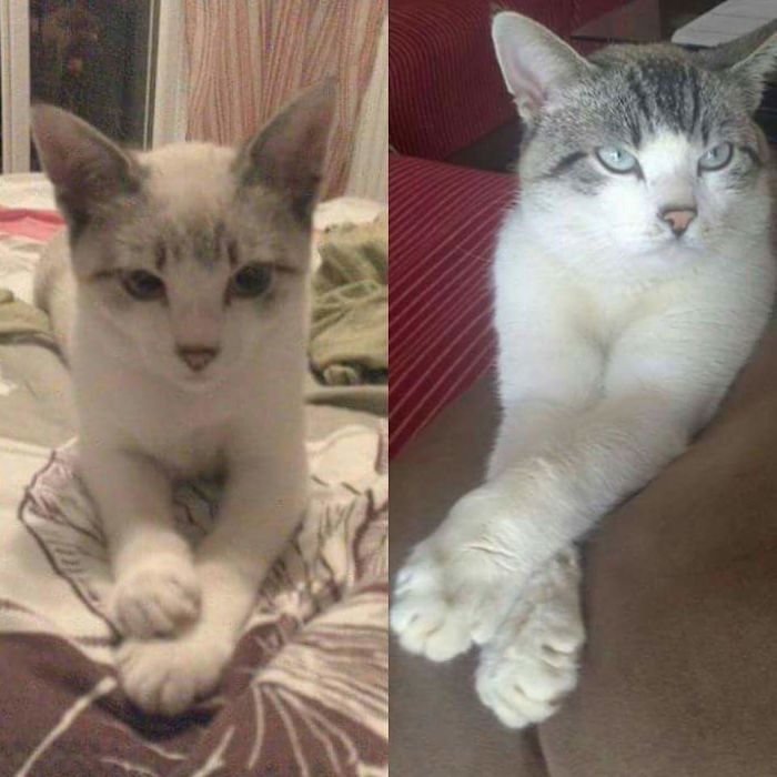 Bastet As A Kitten And Four Years Later, Still Such A Poser 