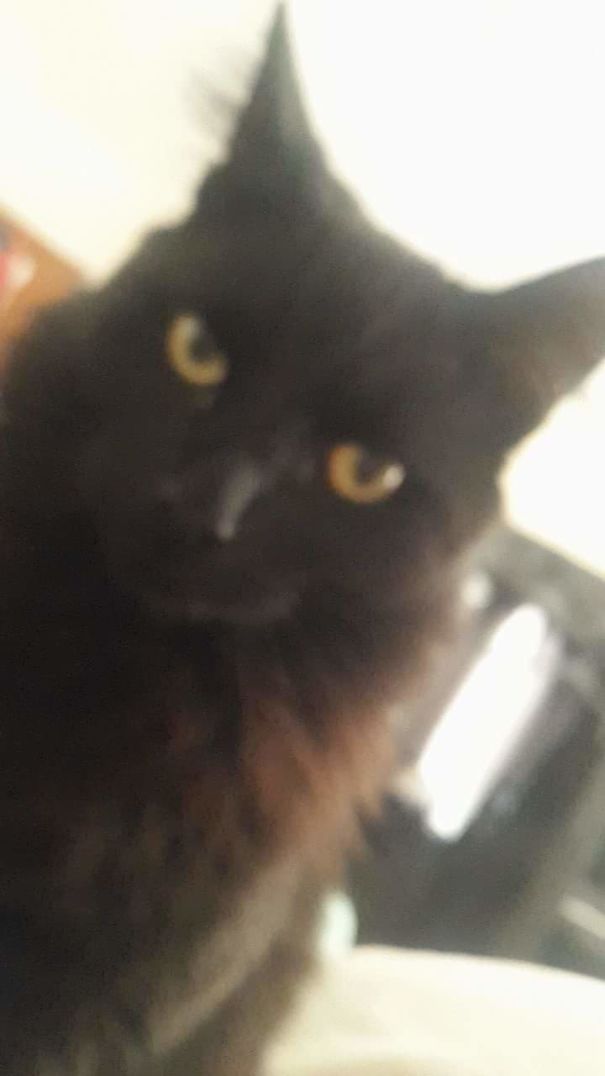Woke Up To One Of My Cats Starring At Me.. He Was That Close My Phone Couldn't Even Focus Lol I Guess He Wasn't Happy Of Me Waking Up Late For His Breakfast