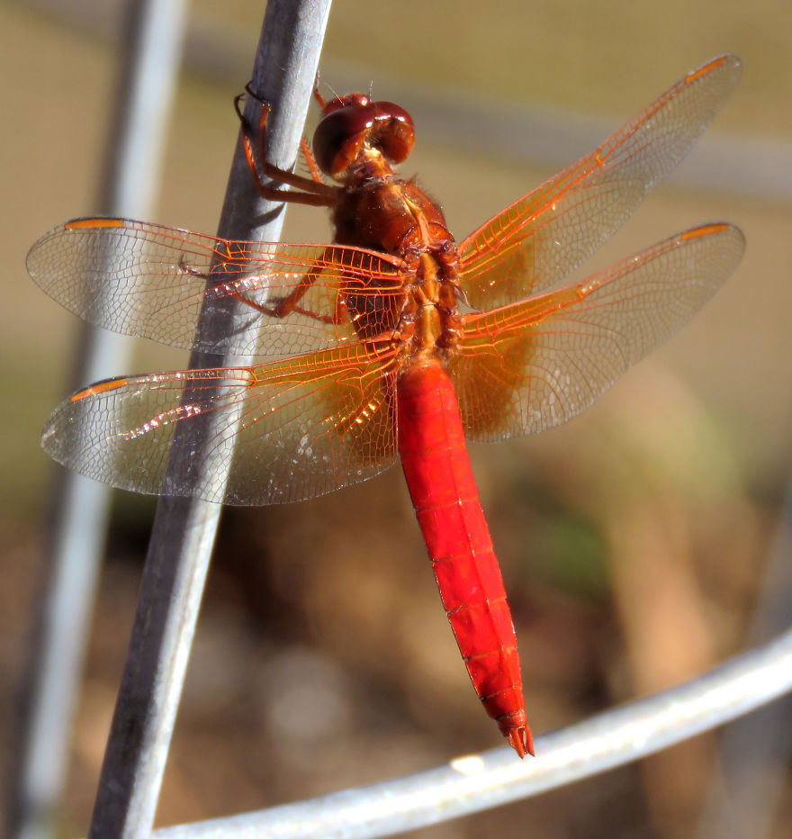 Another Angle For The Red Dragonfly Visitor.