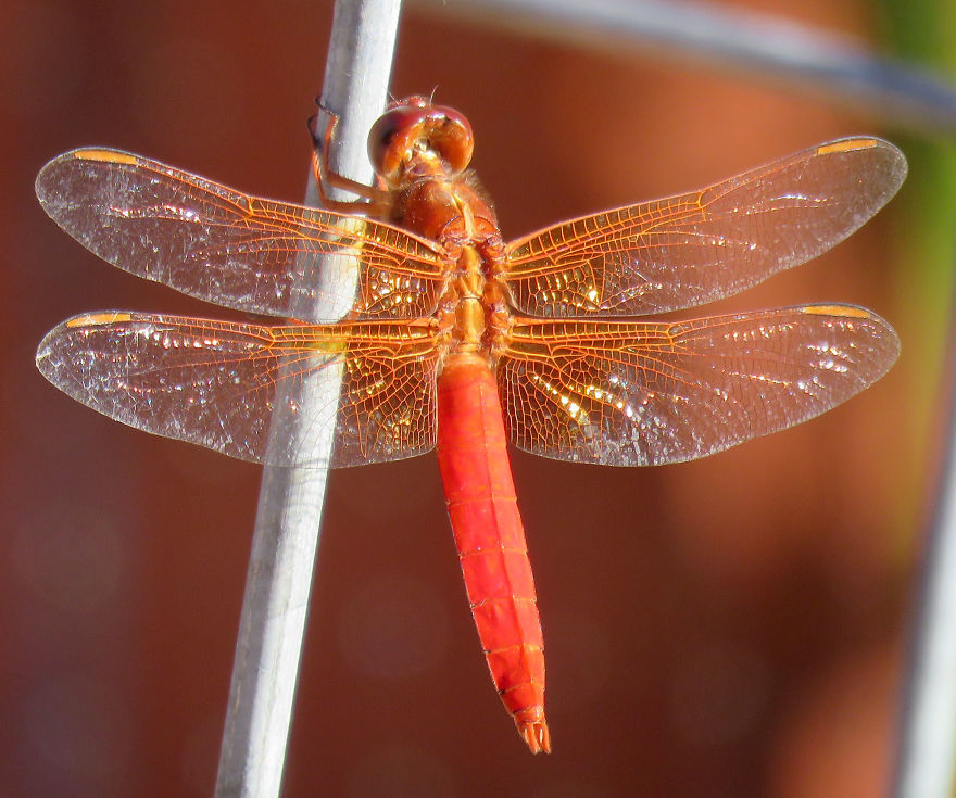 Red Dragonfly Hanging Out.