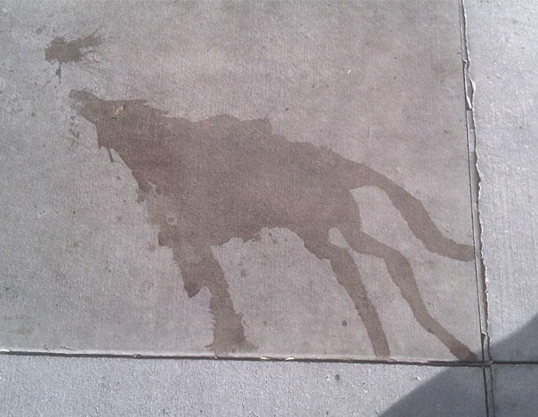 I Saw A Water Stain The Looked Like A Wold Howling At The Moon