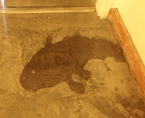 This Puddle Looks Like A Fish