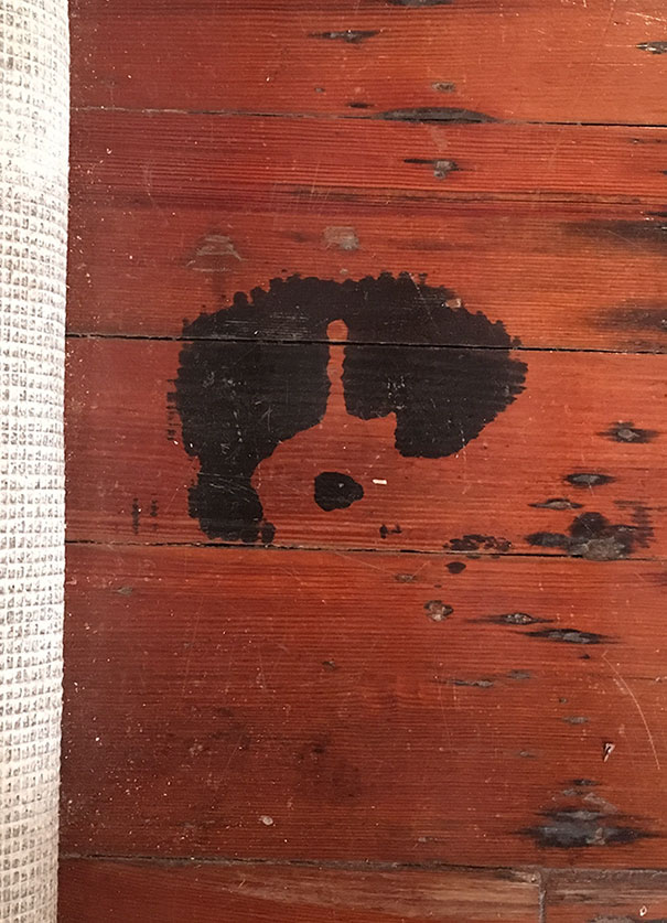 This Spilled Paint Stain Looks Like A Dog's Face