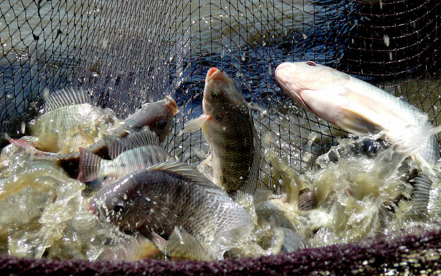 Fish Feed Production In Nigeria, The Investment Opportunity In Nigeria