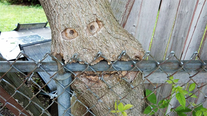 El árbol se come la valla