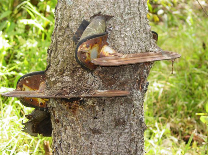 My Grandpa Hung His Skates On A Small Tree When He Was Younger. He Forgot He Had Left Them There And Found Them Years Later