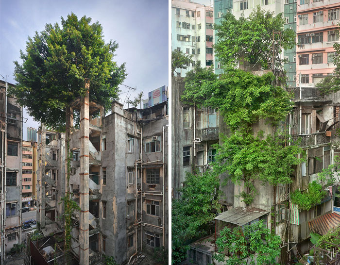 Trees Winning Against Concrete In Hong Kong