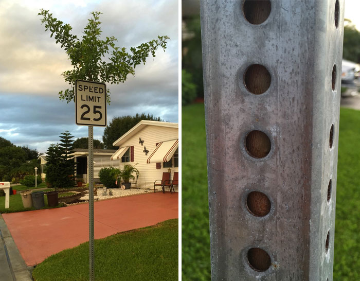 I Found A Tree Growing Through Speed Limit Sign