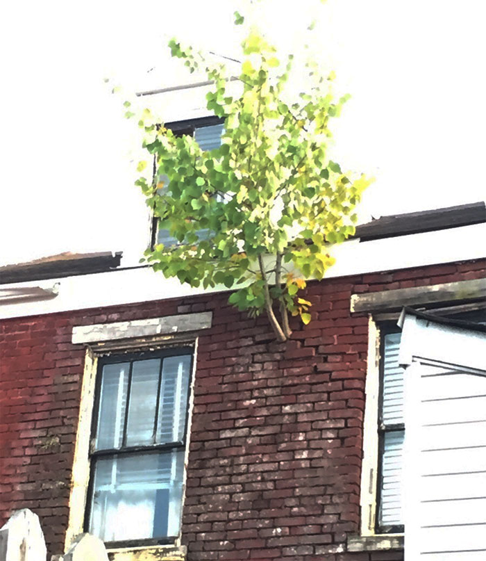 This Tree Is Growing Out Of The Side Of A House