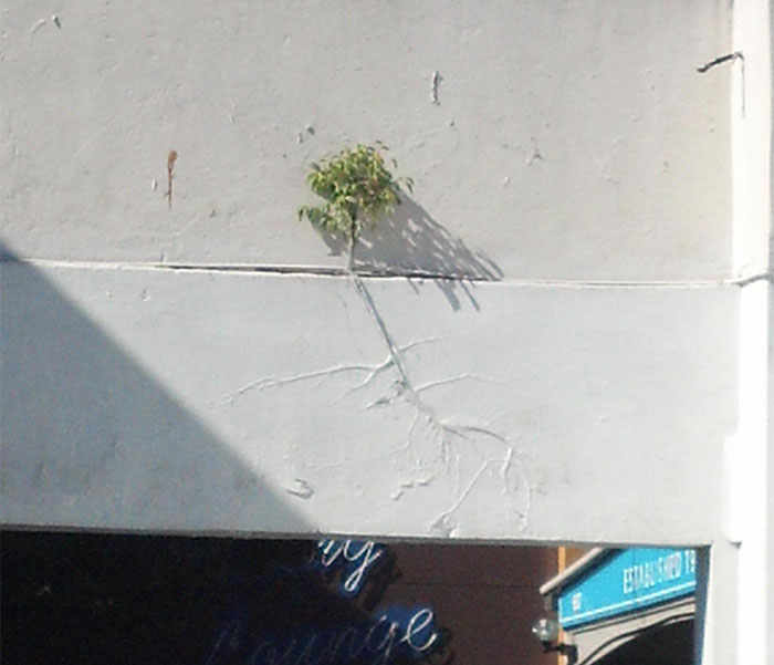 Tree Growing Under Paint