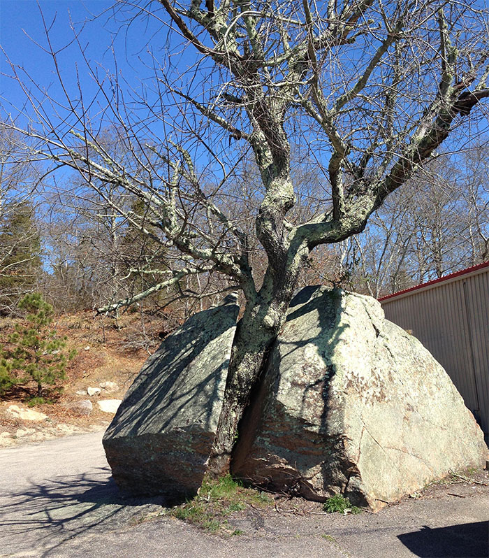 This Tree Grew Through A Rock
