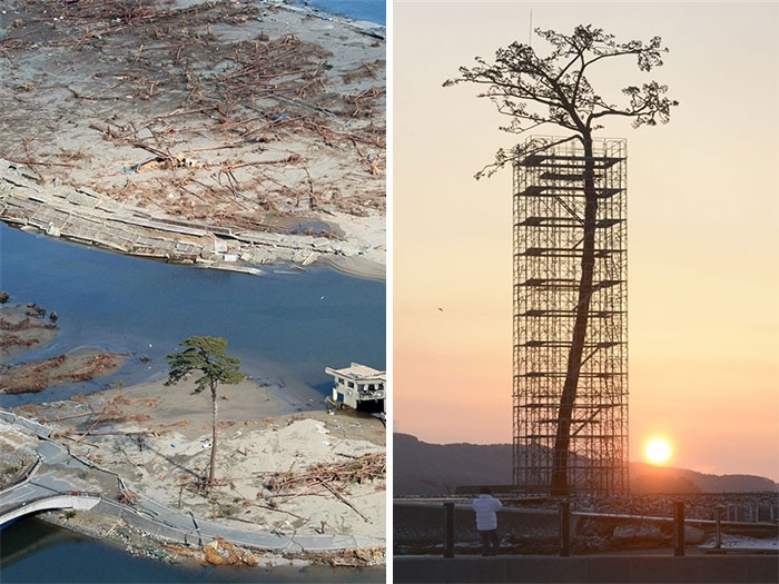 The Only Tree That Survived The Tsunami In Japan Between 70,000 Trees. Today Protected And Restored