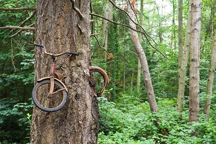 The Famed "Bicycle Eaten By A Tree" Tucked In The Woods Right Off The Vashon Highway On Vashon Island, Washington