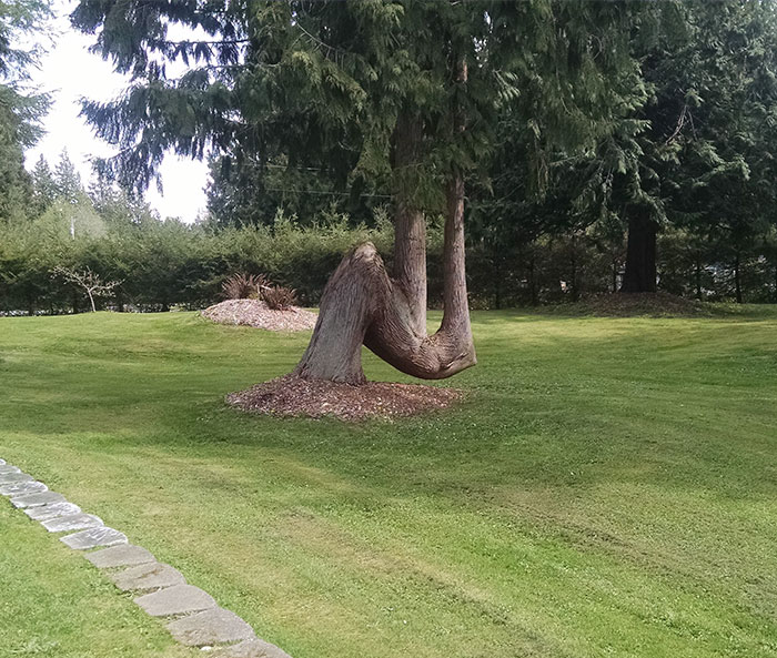 This Tree Fell Over But Continued To Grow