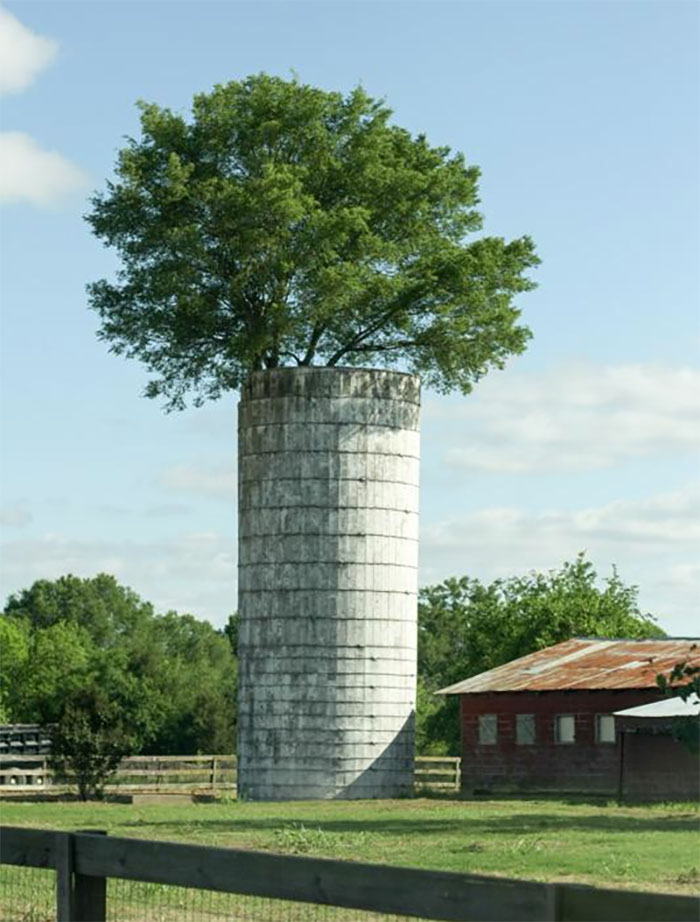 20+ Year Old Tree Growing Out The Top Of A Silo