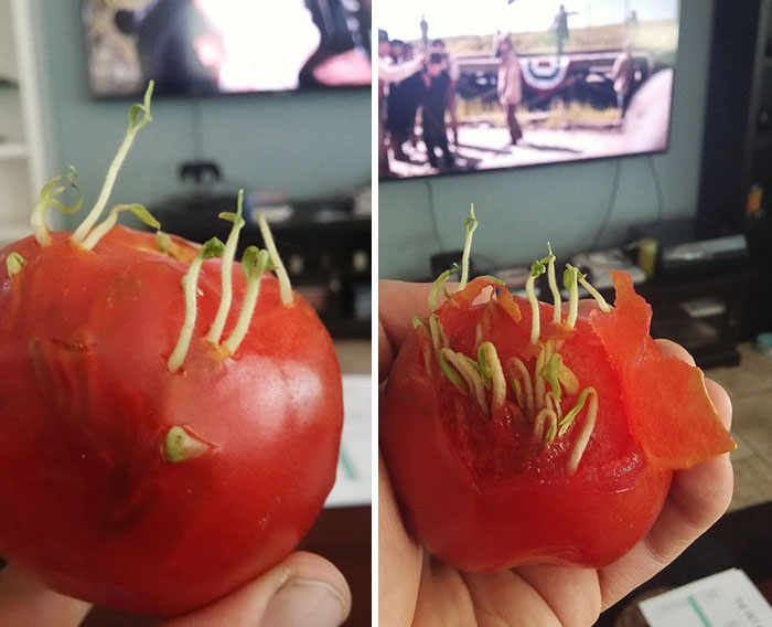 Seeds Sprouting From Inside A Tomato