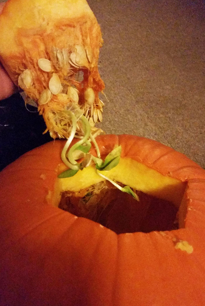 My Pumpkin Was Growing Pumpkins Inside Itself