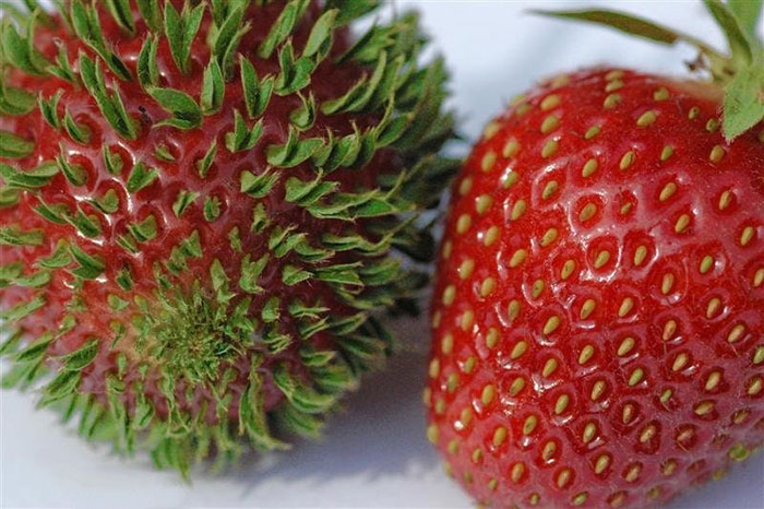 18 Terrifying Pics Show What Happens When Fruits And Veggies Start Sprouting Early