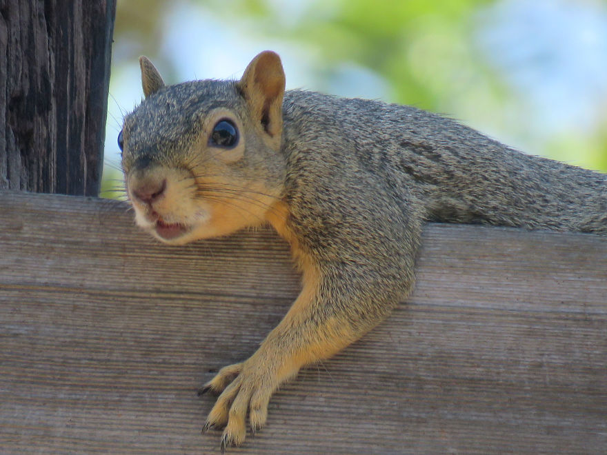 Neighborhood Tree Squirrel Taking A Break.