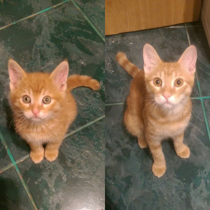 Whiskey Boy...from 4 Weeks To 6 Months...