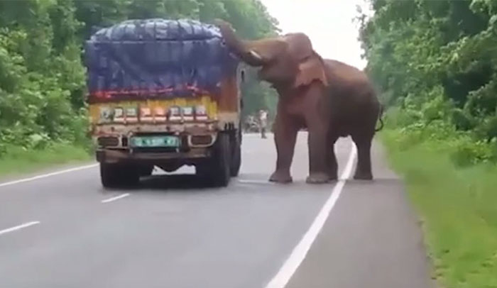 This Elephant Stopped A Truck Loaded With Potatoes And Started Snacking