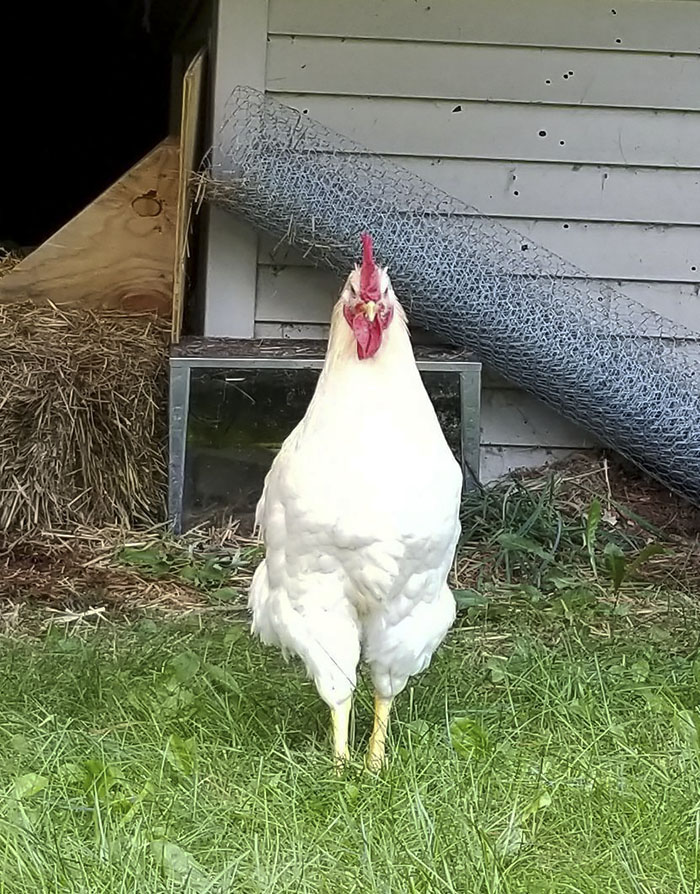 Desperate Woman Is Giving Away Her ‘A**HOLE ROOSTER’, And Her Post Will Make You Laugh Out Loud