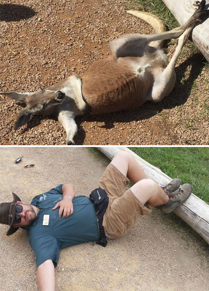 Zookeepers As Animals