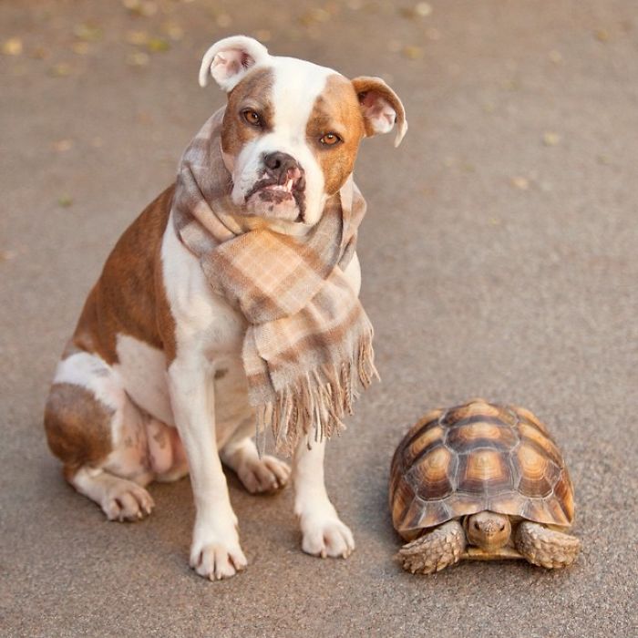 This Unexpected Friendship Between A Dog And A Turtle Is The Sweetest Thing You'll See Today