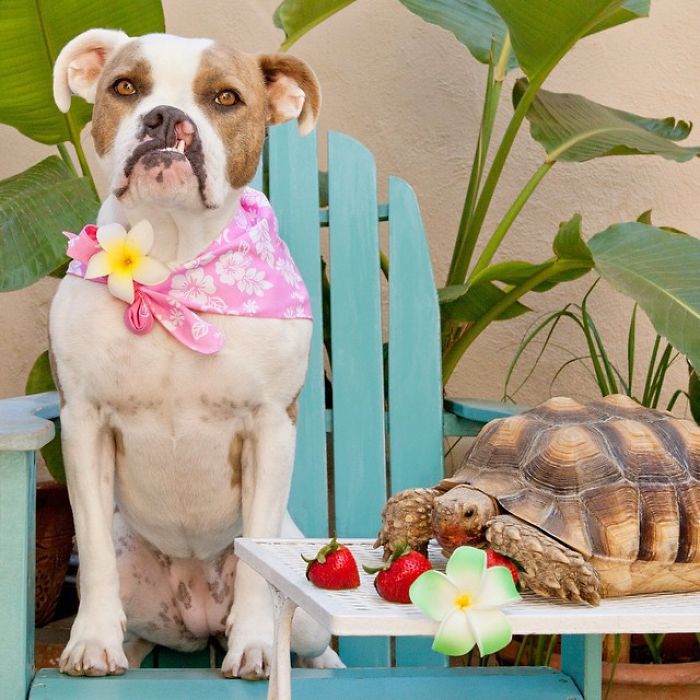 This Unexpected Friendship Between A Dog And A Turtle Is The Sweetest Thing You'll See Today