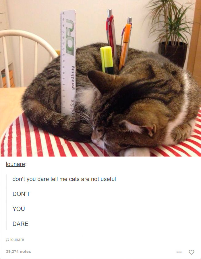 10+ Posts Only Cat People Will Understand