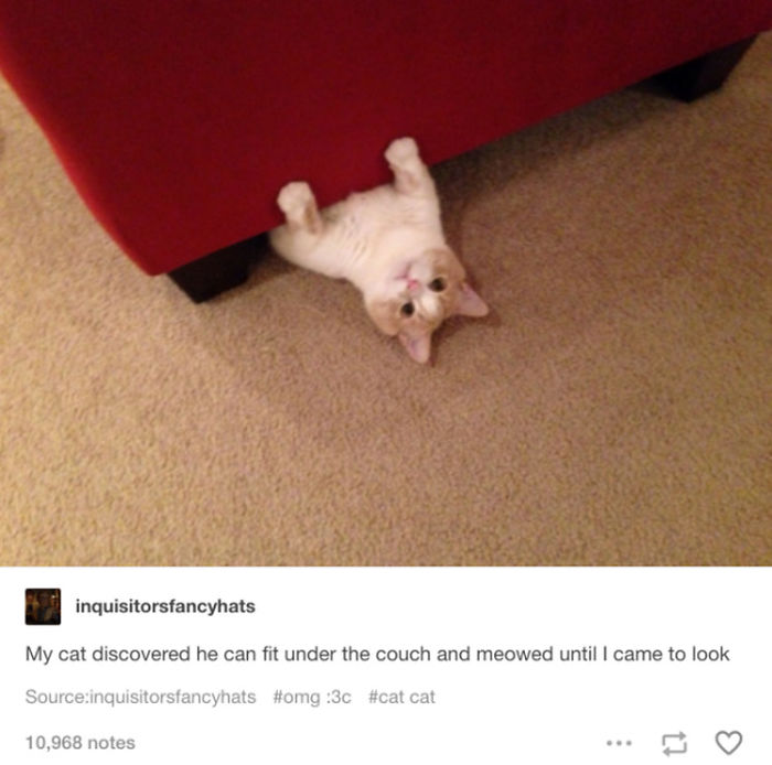 10+ Posts Only Cat People Will Understand