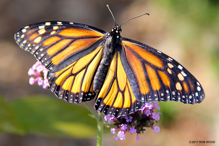 Can You Imagine A World Without Butterflies?