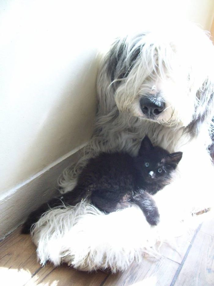 Malu (dog) And Logan (cat) When Malu Was Live.