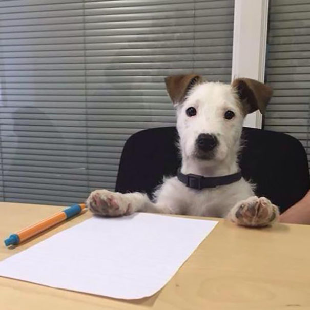 We Have A New Colleague! Ehm.. Dog!
