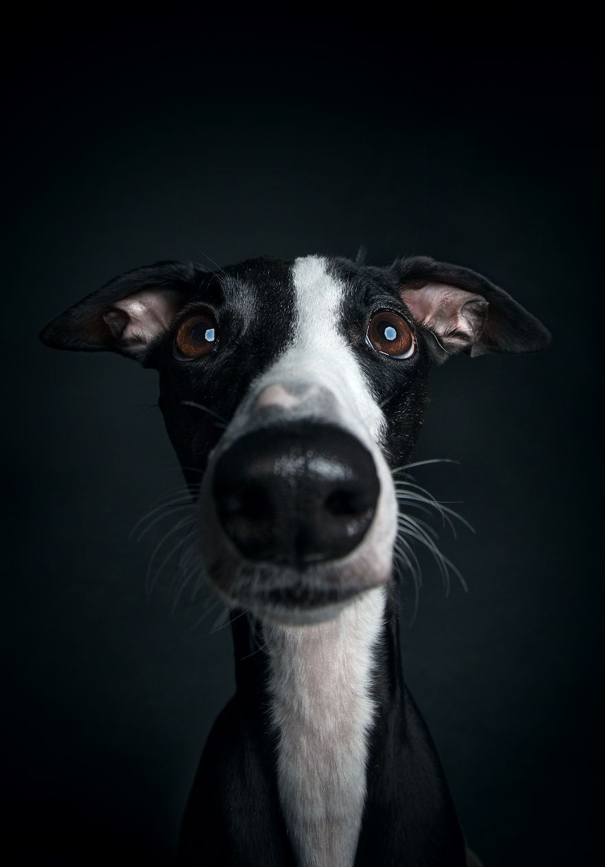 Family Photographers Duo Reveals Human-like Dog Personalities Through The Series Of Funny Portraits