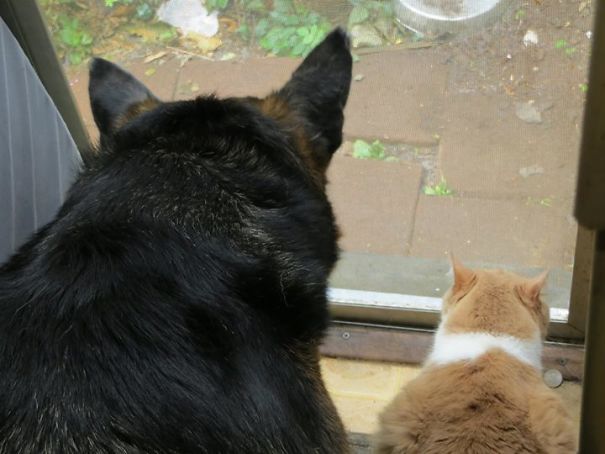 Kota (gsd) And Geordi Cat...looking Out The Door Waiting For Me. We Also Have A Recue Cat Alice And Another Rescue Cat Joey Who Lives In Our Shop...as Well As My Parent's Cat Jack (ass)
