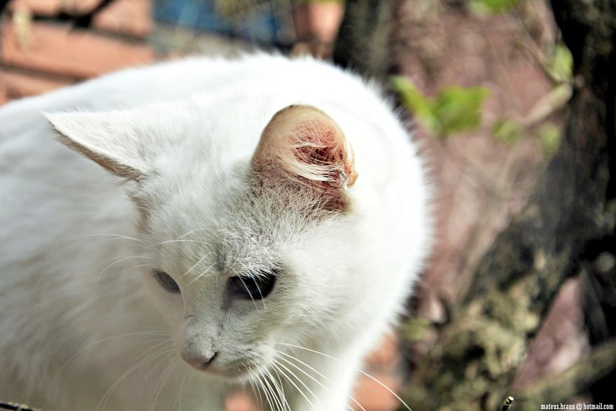 Cats And The Foot Of Acerola