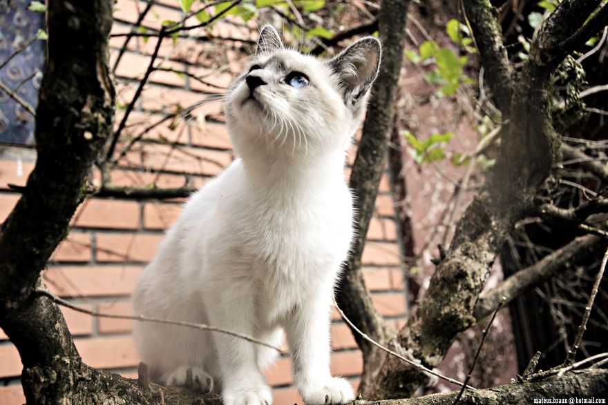 Cats And The Foot Of Acerola