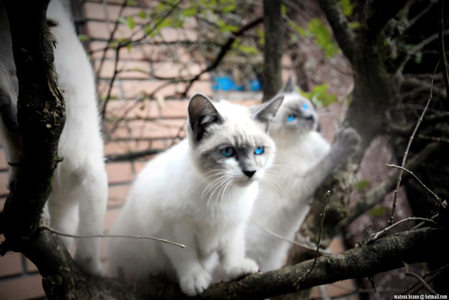 Cats And The Foot Of Acerola