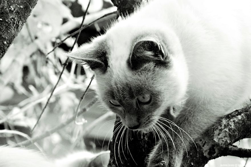 Cats And The Foot Of Acerola
