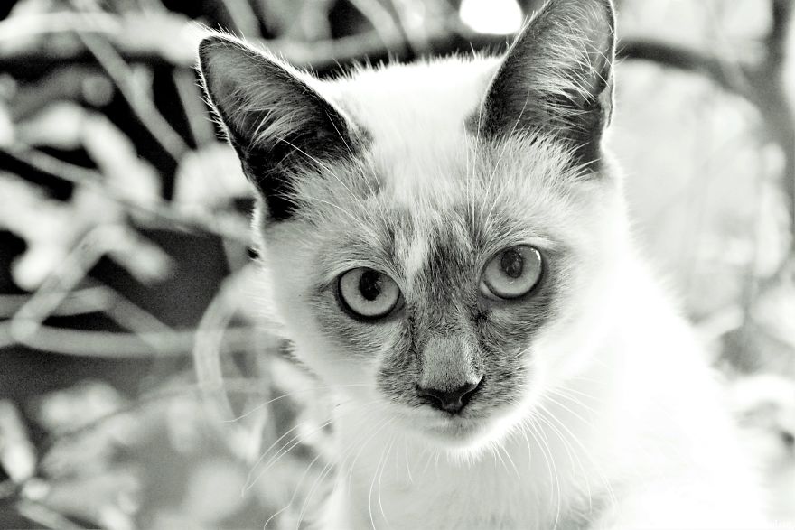 Cats And The Foot Of Acerola
