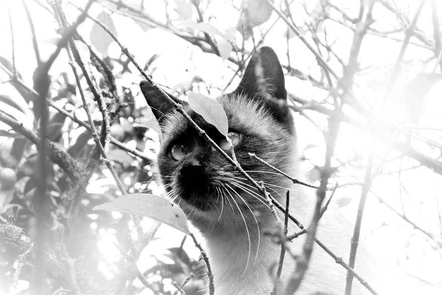 Cats And The Foot Of Acerola