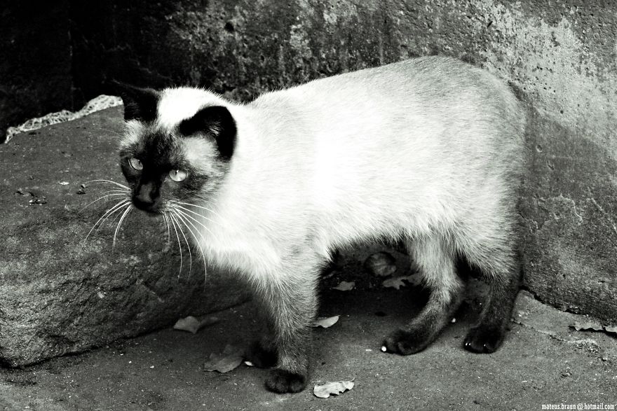 Cats And The Foot Of Acerola