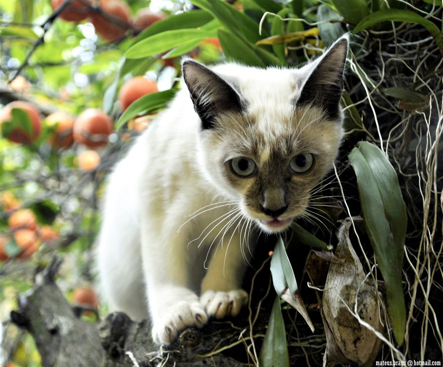 Cats And The Foot Of Acerola