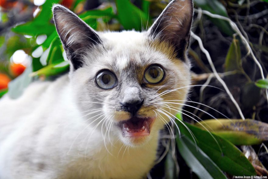 Cats And The Foot Of Acerola