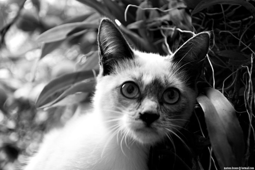 Cats And The Foot Of Acerola