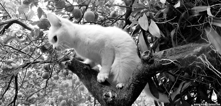 Cats And The Foot Of Acerola
