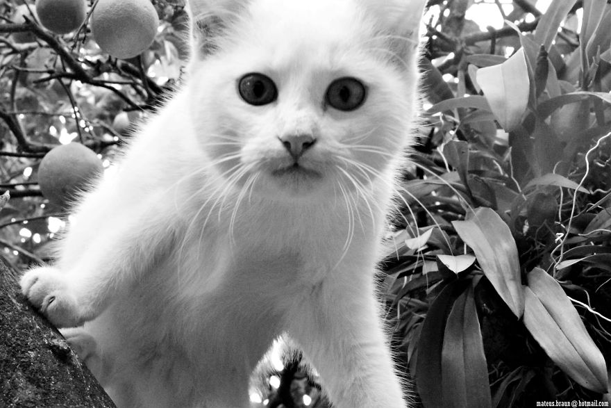 Cats And The Foot Of Acerola