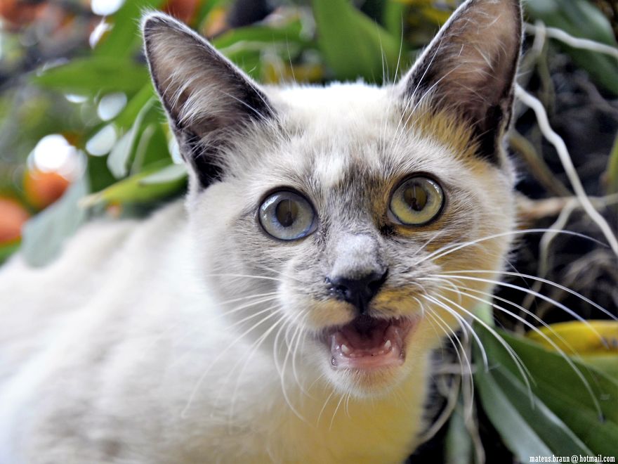 Cats And The Foot Of Acerola